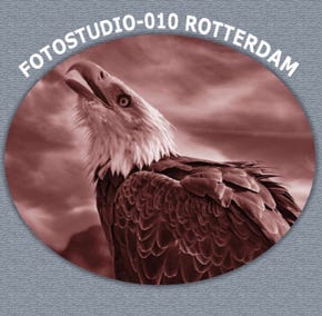 boldeagle fotofrafiecursussen rotterdam